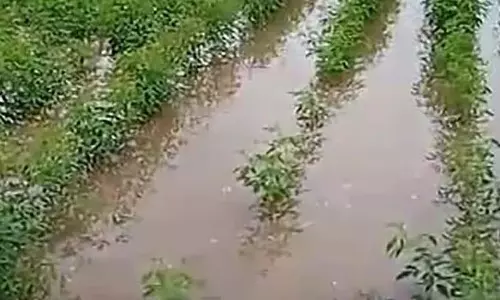 Karnataka : भीमा बेसिन के किसान बारिश और बाढ़ से तबाह