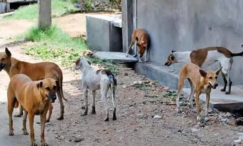 जाति सर्वेक्षण: आवारा कुत्तों के हमलों का डर, होस्पेट जनगणनाकर्ताओं को लक्ष्य तक पहुंचने में झटका जाति सर्वेक्षण: आवारा कुत्तों के हमलों का डर, होस्पेट जनगणनाकर्ताओं को लक्ष्य तक पहुंचने में झटका