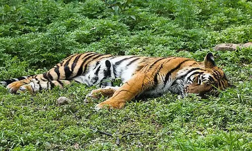 Tamil Nadu : इरोड जिले के सत्यमंगलम टाइगर रिजर्व में बाघ मृत पाया गया Tamil Nadu : इरोड जिले के सत्यमंगलम टाइगर रिजर्व में बाघ मृत पाया गया