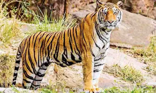 Tamil Nadu के इरोड जिले के सत्यमंगलम टाइगर रिजर्व में बाघ मृत पाया गया