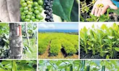 मसाला फार्मों ने कोरापुट पर्यटन में नया स्वाद जोड़ा