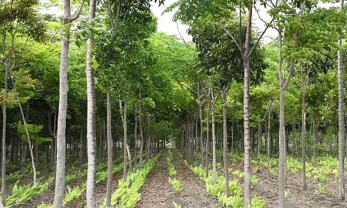 Haveri : 8 लाख रुपये की चंदन की लकड़ी चोरी