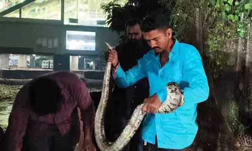Sai Baba मंदिर के पास अजगर दिखने पर चदरघाट में हंगामा