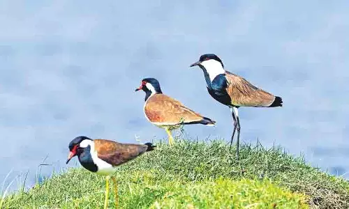 Hyderabad: युवा पक्षी प्रेमी माह 2025, युवाओं के लिए पक्षियों और प्रकृति का उत्सव