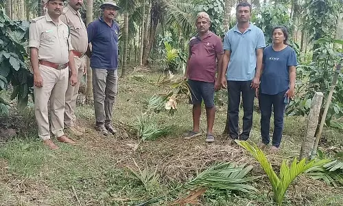जंगली सूअर का प्रकोप: सुपारी के पौधे नष्ट जंगली सूअर का प्रकोप: सुपारी के पौधे नष्ट