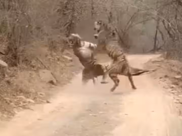 Sawai Madhopur: टेरिटरी को लेकर बाघिनों की खूनी भिड़ंत Sawai Madhopur: टेरिटरी को लेकर बाघिनों की खूनी भिड़ंत