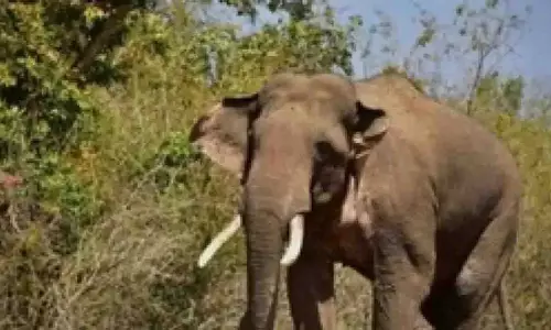 Odisha: देवगढ़ में करंट लगने से हाथी की मौत Odisha: देवगढ़ में करंट लगने से हाथी की मौत