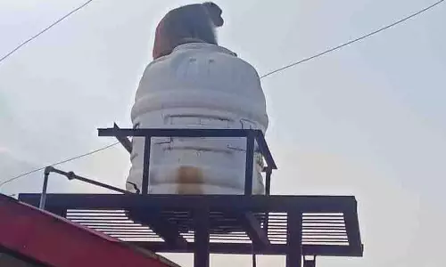 दोहरा संकट, Solan district में कुत्तों का आतंक और बंदरों का उत्पात दोहरा संकट, Solan district में कुत्तों का आतंक और बंदरों का उत्पात