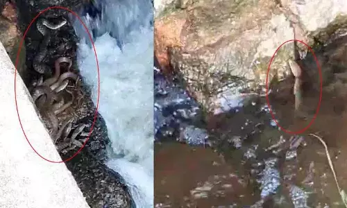 Dhulimitta मंडल केंद्र की एक झील में सांप देखे गए