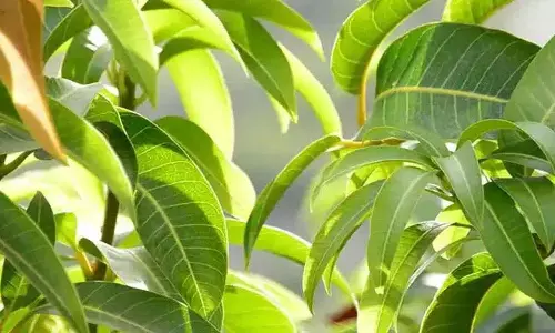 आम के पत्ते कई फायदे देते हैं; बर्बाद न करें, घर ले आएं!