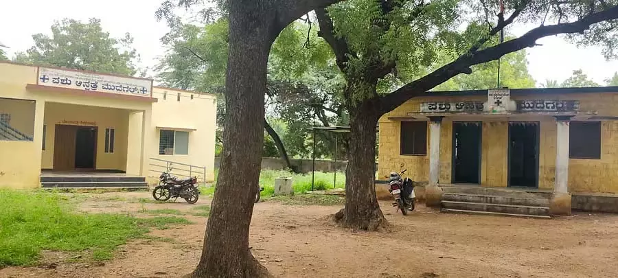पशु चिकित्सालयों में स्टाफ की कमी: इलाज मुश्किल पशु चिकित्सालयों में स्टाफ की कमी: इलाज मुश्किल