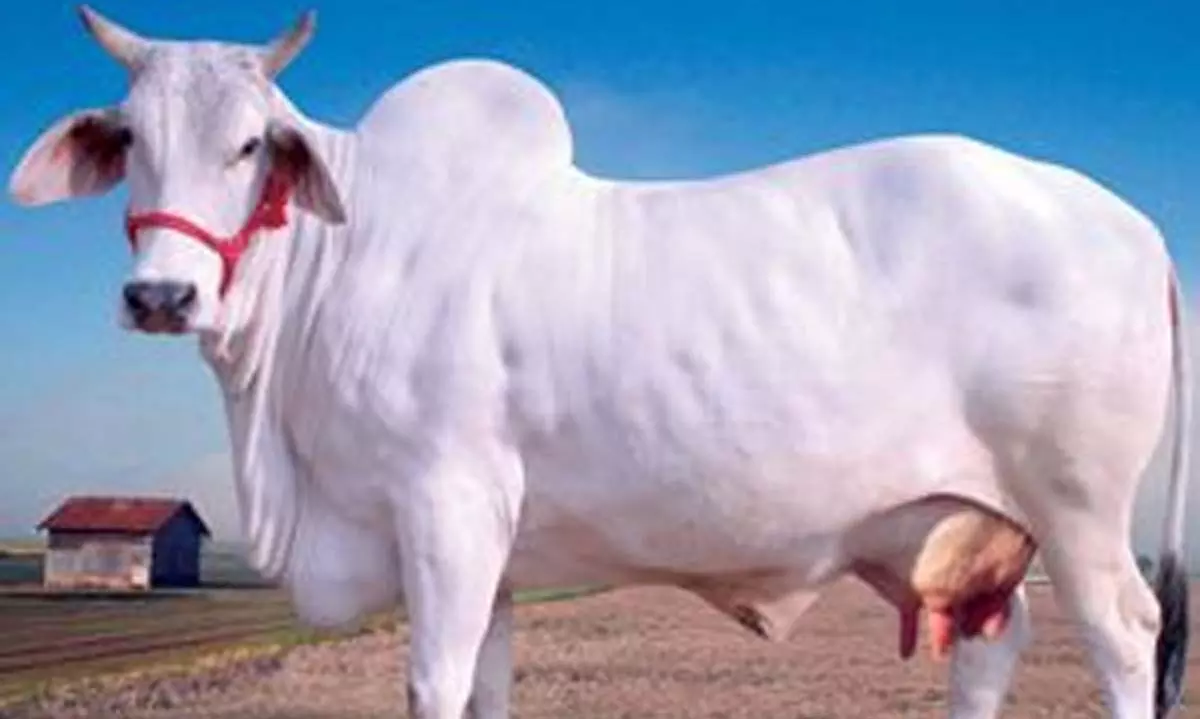 गाय को छत्तीसगढ़ की राजमाता घोषित करने अहम फैसला ले सकती है साय सरकार गाय को छत्तीसगढ़ की राजमाता घोषित करने अहम फैसला ले सकती है साय सरकार