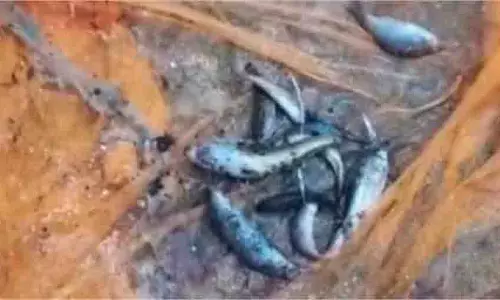 Ghazipur: पानी नहीं, मछलियां उगलने लगा हैंडपंप, गांव में फैली सनसनी Ghazipur: पानी नहीं, मछलियां उगलने लगा हैंडपंप, गांव में फैली सनसनी