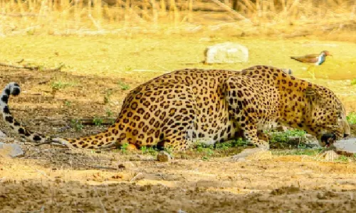 Tamil Nadu के नीलगिरी में तेंदुए ने पालतू कुत्तों को मार डाला, पकड़ से बच निकला