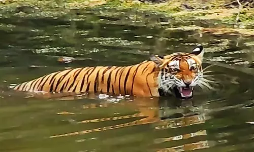माले महादेश्वर वन्यजीव अभयारण्य में बाघ हत्या मामला: एक आरोपी ने आत्मसमर्पण किया