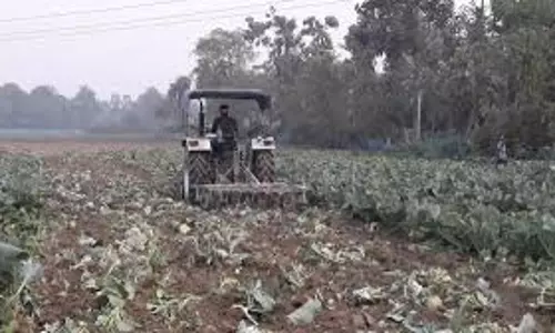 Gopeshwar: चमोली में लीलियम की खेती से किसानों की आय बढ़ाने के प्रयास Gopeshwar: चमोली में लीलियम की खेती से किसानों की आय बढ़ाने के प्रयास