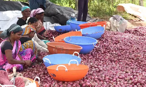 Dharwad: प्याज की कीमतों में गिरावट, किसान संकट में