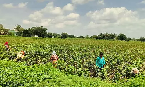 Tekkalakot : फसल तेज़ है, कीमत ही एकमात्र चिंता का विषय है Tekkalakot : फसल तेज़ है, कीमत ही एकमात्र चिंता का विषय है