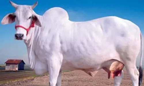 गाय को छत्तीसगढ़ की राजमाता घोषित करने अहम फैसला ले सकती है साय सरकार