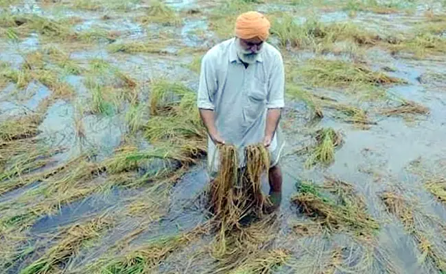 Sirsa: किसानों की पकी फसल हुई बारिश में बर्बाद