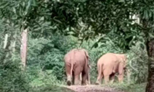Narasimharajapura : कुम्बरी गांव की सीमा में दो जंगली हाथी देखे गए Narasimharajapura : कुम्बरी गांव की सीमा में दो जंगली हाथी देखे गए