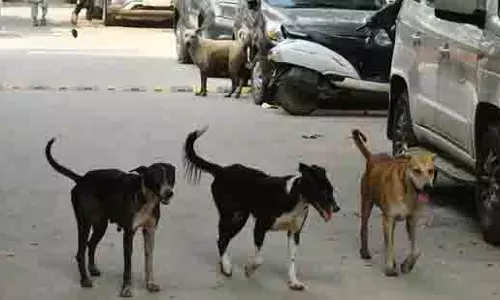 Ghaziabad में दूसरा पशु जन्म नियंत्रण केंद्र खुला