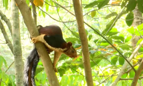 Kerala : वायनाड के 3 किसानों की गिरफ्तारी से वन विभाग के खिलाफ विरोध प्रदर्शन Kerala : वायनाड के 3 किसानों की गिरफ्तारी से वन विभाग के खिलाफ विरोध प्रदर्शन