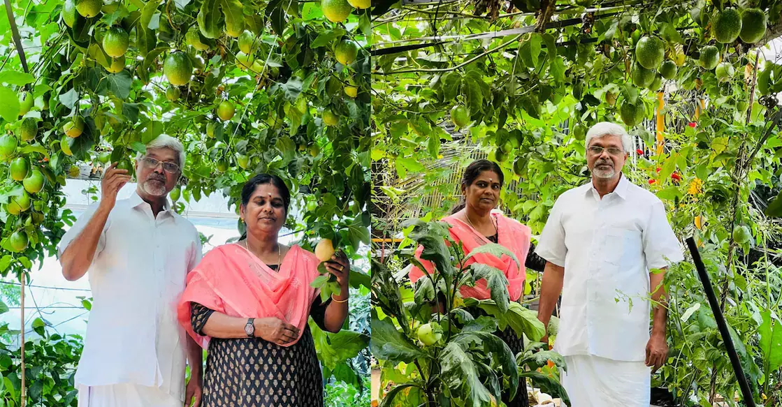 Kerala : इडुक्की स्थित उनके घर में फलों की खेती हर किसी को पसंद आती है Kerala : इडुक्की स्थित उनके घर में फलों की खेती हर किसी को पसंद आती है