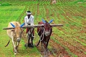 Mohali किसानों को 48 घंटे में 144 करोड़ रुपये से अधिक का भुगतान Mohali किसानों को 48 घंटे में 144 करोड़ रुपये से अधिक का भुगतान