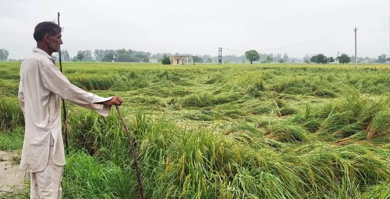 Hisar में बारिश से धान और कपास की फसलें तबाह, 3.4 लाख एकड़ प्रभावित Hisar में बारिश से धान और कपास की फसलें तबाह, 3.4 लाख एकड़ प्रभावित