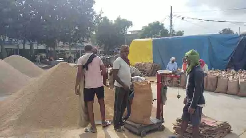Kapurthala में 92,000 मीट्रिक टन से अधिक धान की खरीद हुई Kapurthala में 92,000 मीट्रिक टन से अधिक धान की खरीद हुई
