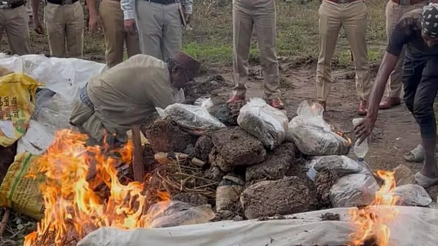 बीड पुलिस ने गांजा निरोधक अभियान चलाया, 644 किलोग्राम जब्त ड्रग्स नष्ट किया बीड पुलिस ने गांजा निरोधक अभियान चलाया, 644 किलोग्राम जब्त ड्रग्स नष्ट किया