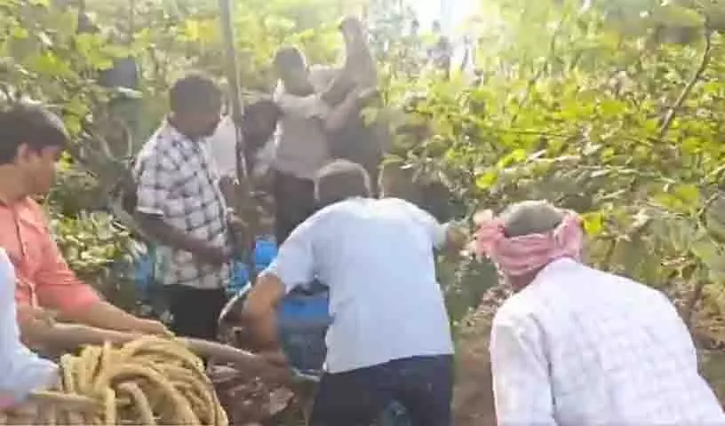 Hyderabad: नहर के पास 12 फीट लंबा मगरमच्छ देखा गया Hyderabad: नहर के पास 12 फीट लंबा मगरमच्छ देखा गया