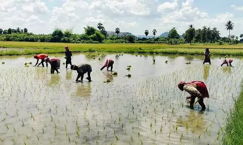 बंगाल में पौधारोपण में लगे श्रमिक: जनशक्ति की कमी के कारण दुर्दशा बंगाल में पौधारोपण में लगे श्रमिक: जनशक्ति की कमी के कारण दुर्दशा