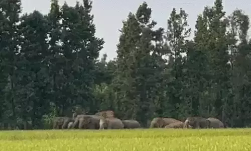 65 हाथियों ने मचाया उत्पात, फसल बर्बाद