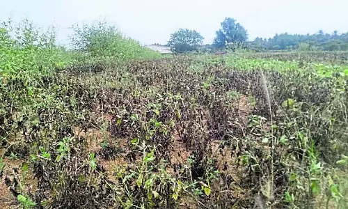 बेमौसम बारिश: पैदावार कम