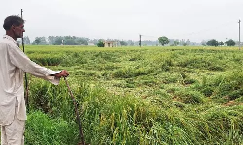 Hisar में बारिश से धान और कपास की फसलें तबाह, 3.4 लाख एकड़ प्रभावित