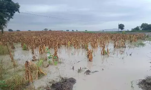 बारिश से लोबिया की फसल को नुकसान: मुआवजे की मांग