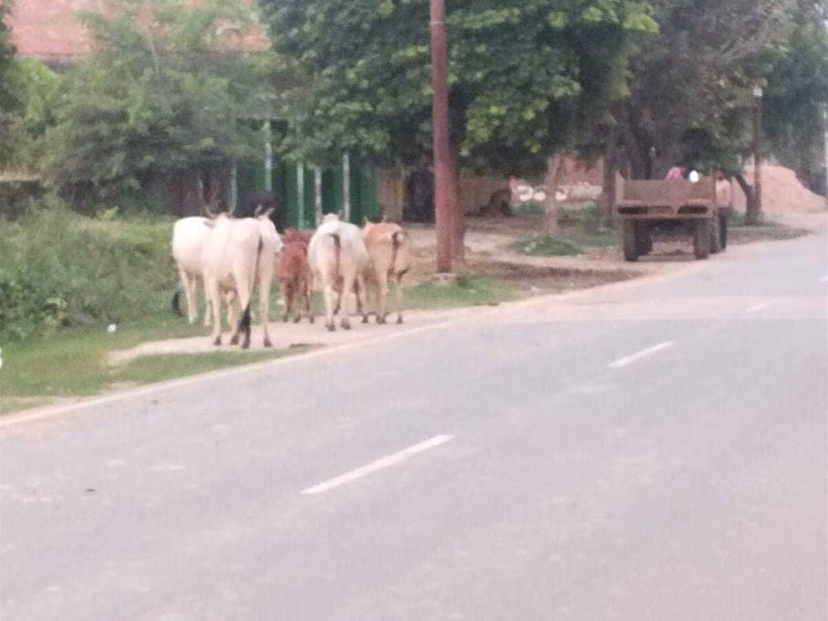 Farrukhabad: कटरी धर्मपुर में गोवंश की खुले में निस्तारण पर विवाद