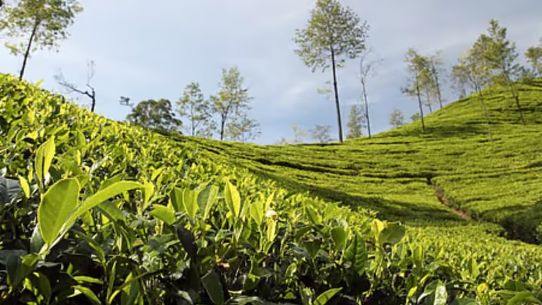 Assam  के मुख्य सचिव ने दोहरी चाय क्षेत्र की व्यवहार्यता पर जोर दिया