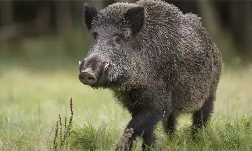 Kerala : कोट्टांगल में जंगली सूअरों का खतरा बढ़ रहा Kerala : कोट्टांगल में जंगली सूअरों का खतरा बढ़ रहा