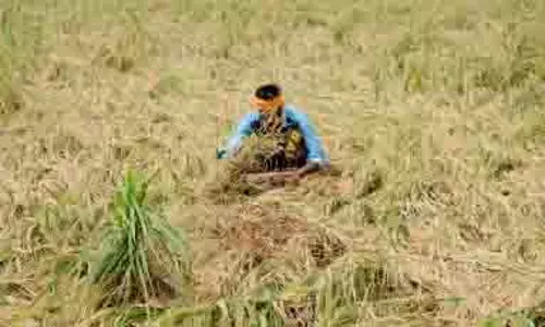 पंजाब में बाढ़ प्रभावित किसानों को मुफ्त गेहूं के बीज मिलेंगे: BJP पंजाब में बाढ़ प्रभावित किसानों को मुफ्त गेहूं के बीज मिलेंगे: BJP