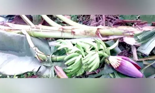 Kerala : जंगली हाथियों के एक झुंड ने बड़े पैमाने पर फसलों को नष्ट कर दिया