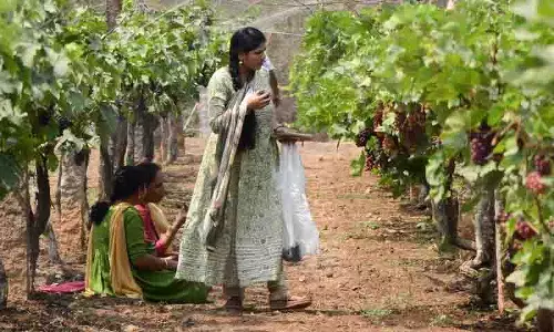 Telangana में फल उत्पादन में घाटा बढ़ रहा Telangana में फल उत्पादन में घाटा बढ़ रहा