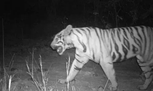 Mancherial जिले में घूम रहा तेंदुआ..तलामल गांव के लोग चिंतित