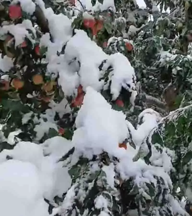 Himachal: फल उत्पादकों से कहा गया कि वे जलवायु-अनुकूल तकनीक अपनाएं Himachal: फल उत्पादकों से कहा गया कि वे जलवायु-अनुकूल तकनीक अपनाएं