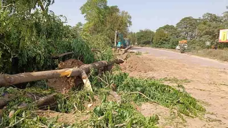 Fazilka में सड़क चौड़ीकरण के लिए 14,114 पेड़ काटे जा रहे Fazilka में सड़क चौड़ीकरण के लिए 14,114 पेड़ काटे जा रहे