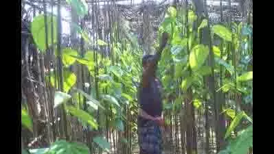Tamil Nadu: पान किसानों की पुकार, धर्मपुरी में कीमतों में गिरावट से संकट Tamil Nadu: पान किसानों की पुकार, धर्मपुरी में कीमतों में गिरावट से संकट