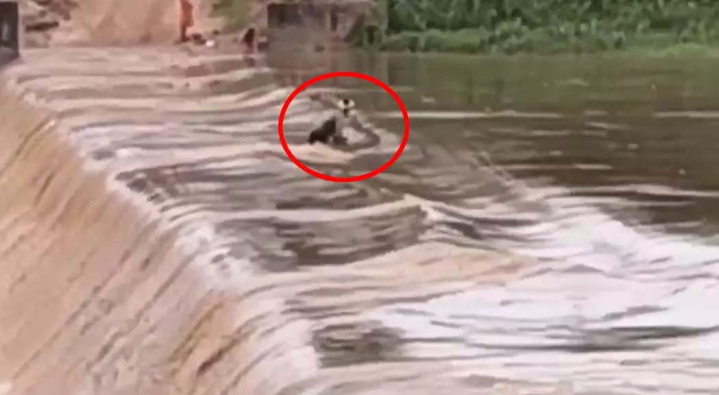 मेंढकी नदी की तेज धारा में बहा युवक, टापू पर फंसा तो बची जान मेंढकी नदी की तेज धारा में बहा युवक, टापू पर फंसा तो बची जान