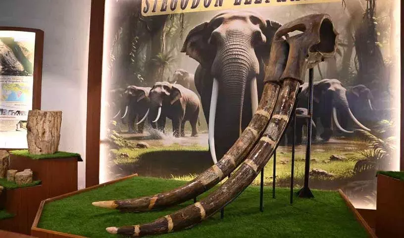 BM Birla साइंस सेंटर में खुला सिंगरेनी पविलियन, प्रदर्शित किए गए 7 फुट लंबे Stegodon हाथी के दांत BM Birla साइंस सेंटर में खुला सिंगरेनी पविलियन, प्रदर्शित किए गए 7 फुट लंबे Stegodon हाथी के दांत